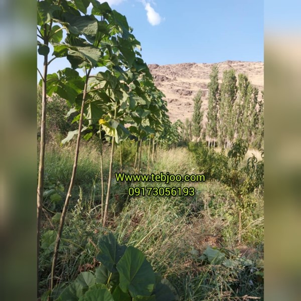مشاوره رایگان کاشت درخت پالونیا ریشه نهال پالونیا هیبرید اصلاح شده نهال ریشه دار پالونیا ریشه درخت پالونیا ریشه پالونیا قیمت نهال پالونیا مشاوره رایگان پالونیا مزرعه پالونیا
